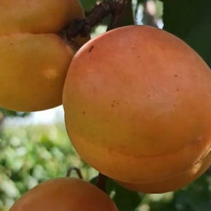 Абрикос Орлик Ставрополья