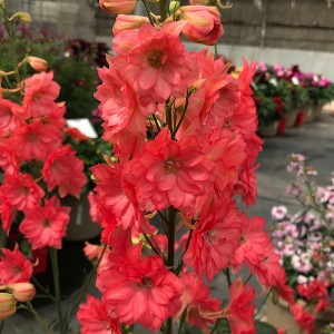 Саженец дельфиниума Красный гигант