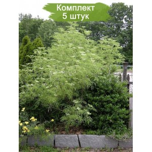 Саженцы бузины чёрной Лициниата (Laciniata) -  комплект 5 шт.