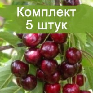 Саженцы черешни Одринка -  комплект 5 шт.