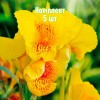 Клубни канны Йеллоу Хамберт - комплект 5 шт.