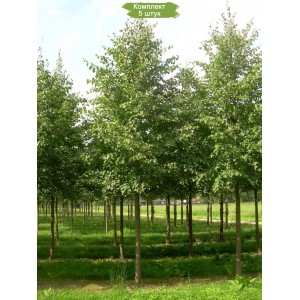 Саженцы липы Сибирской 20-40 см -  комплект 5 шт.