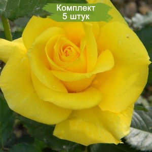 Саженцы чайно-гибридной розы Фрезия (Friesia) -  комплект 5 шт.