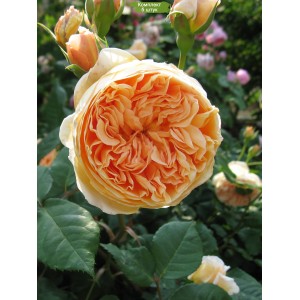 Саженцы английской розы Краун Принцесса Маргарет (Crown Princess Margareta / Margaretha) -  комплект 5 шт.