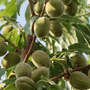 Саженец миндаля обыкновенного