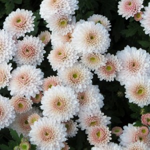 Саженец хризантемы мультифлора Яхо (Yahou) (Белая с розовой серединой )